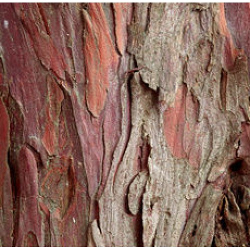 High Quality YEW BARK in Canada and USA